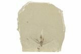 Fossil Insect - Green River Formation, Colorado #250735-1